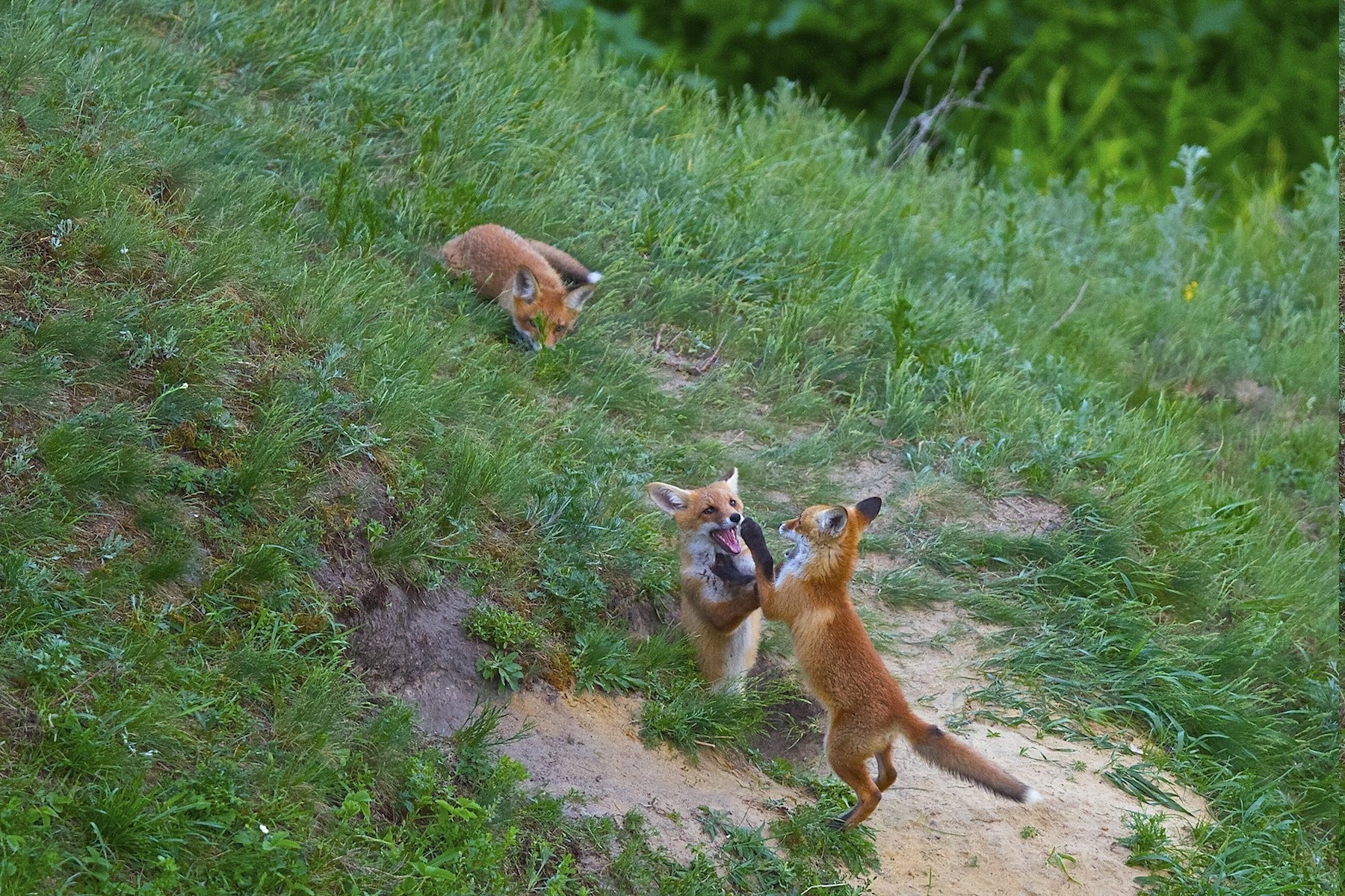 animals, Nature, Fox Wallpaper