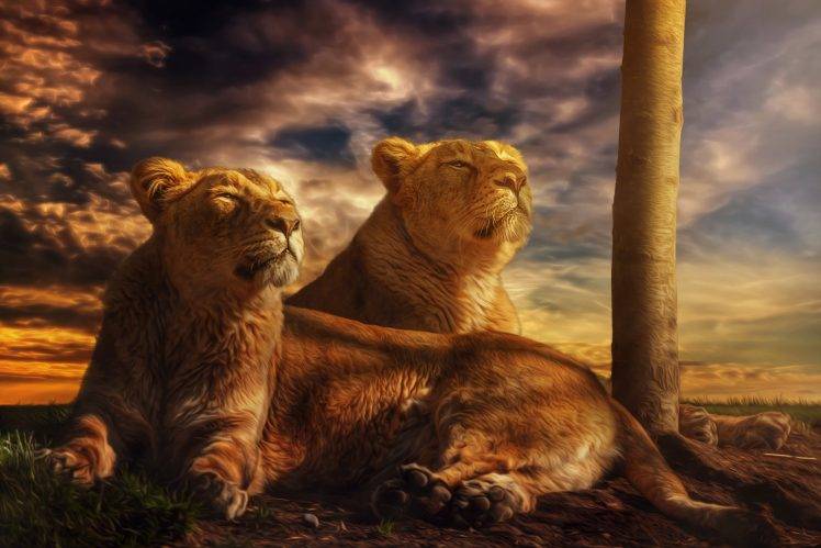 animals, Nature, Lion HD Wallpaper Desktop Background