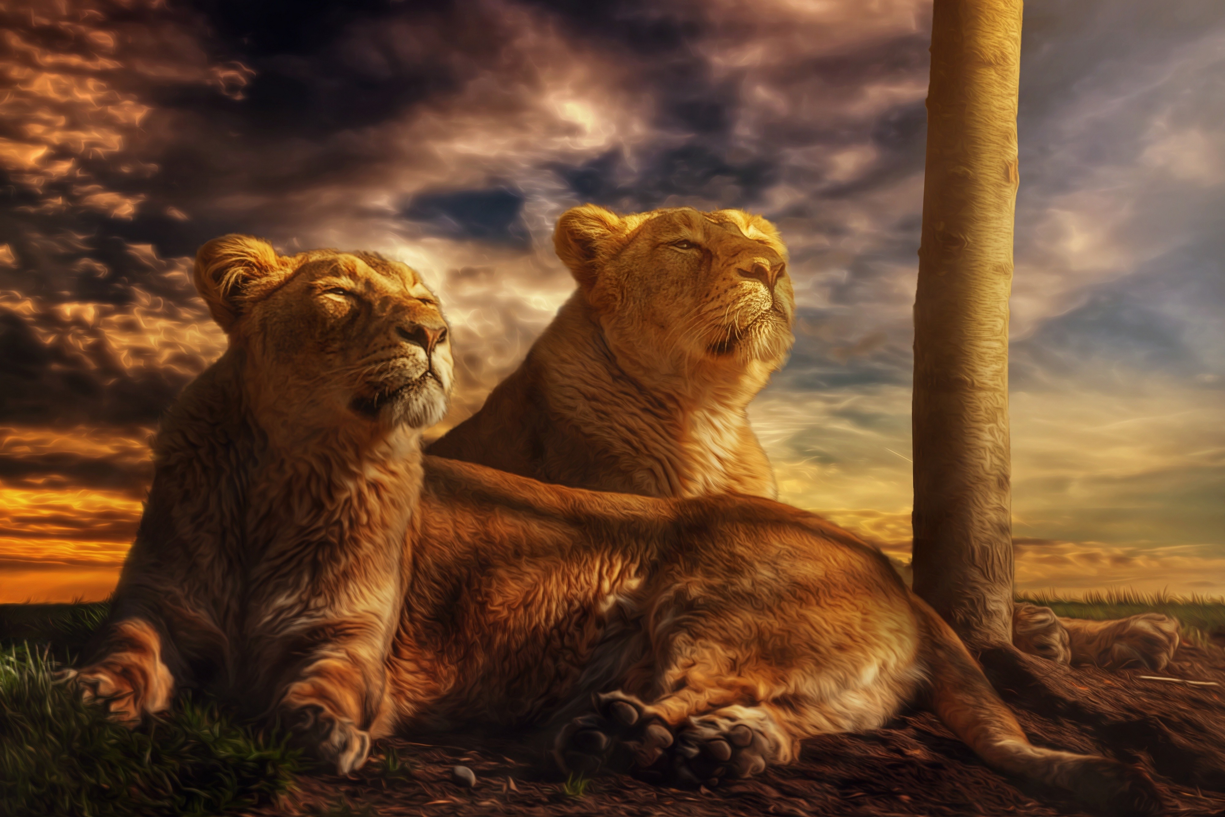 animals, Nature, Lion Wallpaper