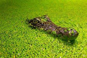 animals, Reptile, Nature, Green, Eyes