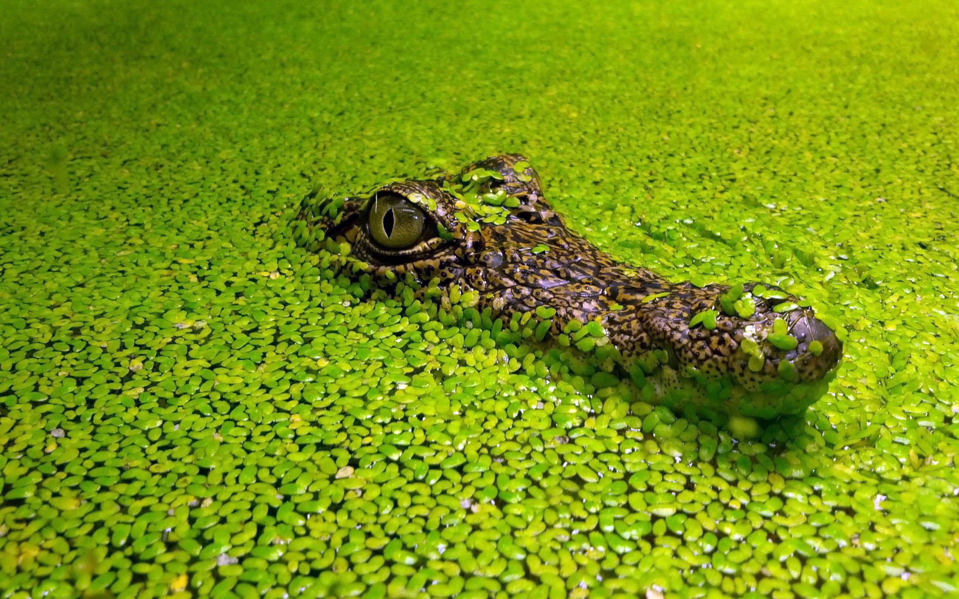 animals, Reptile, Nature, Green, Eyes Wallpaper