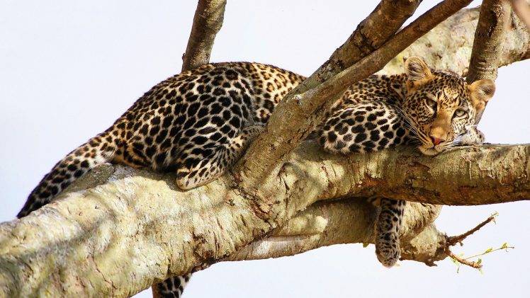 nature, Wildlife, Jaguars, Animals HD Wallpaper Desktop Background