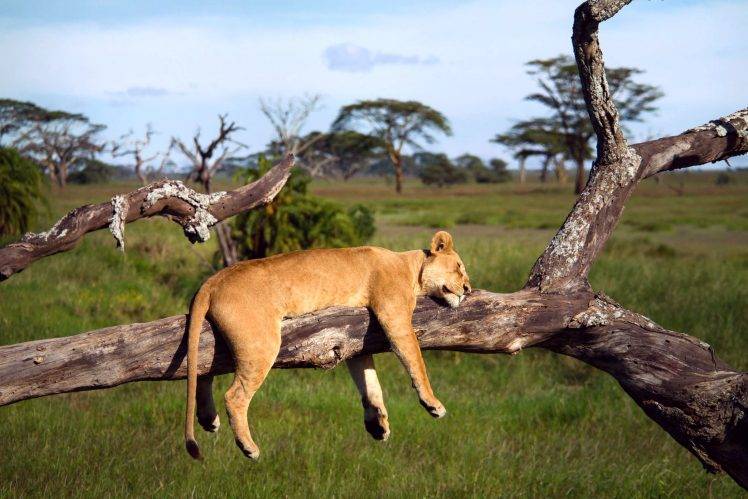 nature, Wildlife, Lion, Sleeping, Animals HD Wallpaper Desktop Background