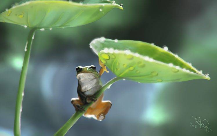 nature, Wildlife, Animals, Frog, Drawing, Amphibian HD Wallpaper Desktop Background