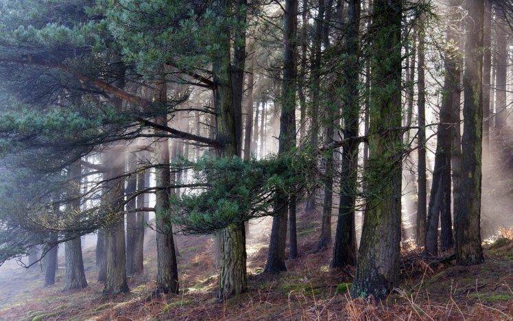 nature, Landscape, Trees, Pine Trees, Forest HD Wallpaper Desktop Background