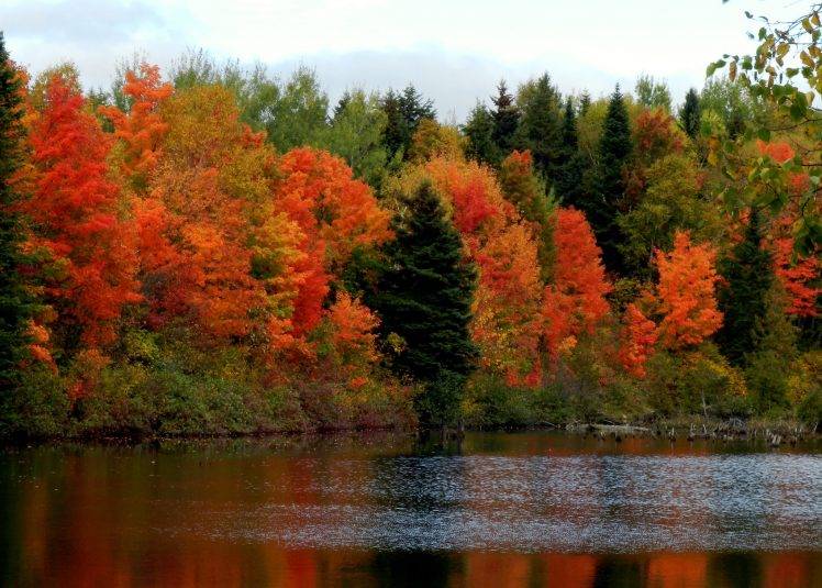 nature, Landscape, Forest, Lake HD Wallpaper Desktop Background