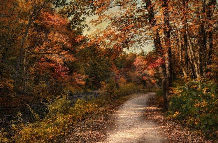 nature, Landscape, Forest, Road HD Wallpaper Desktop Background