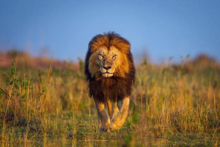 animals, Wildlife, Lion, Nature HD Wallpaper Desktop Background