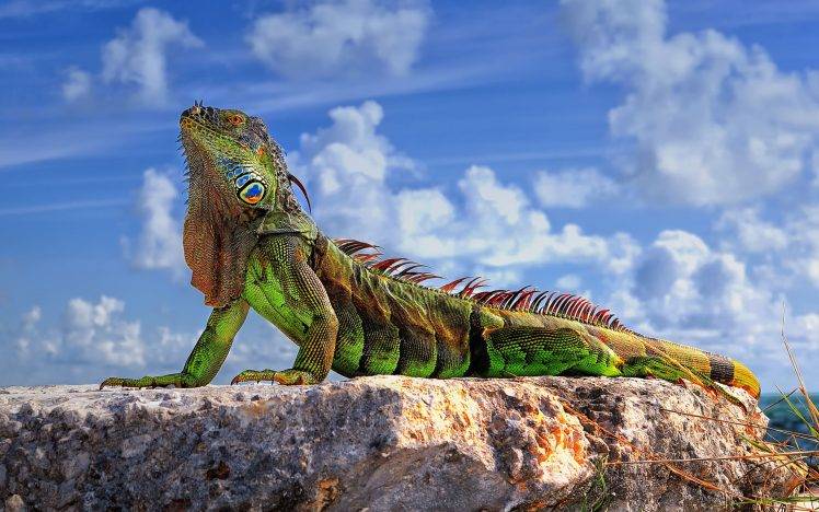 animals, Wildlife, Reptile, Iguana, Nature HD Wallpaper Desktop Background