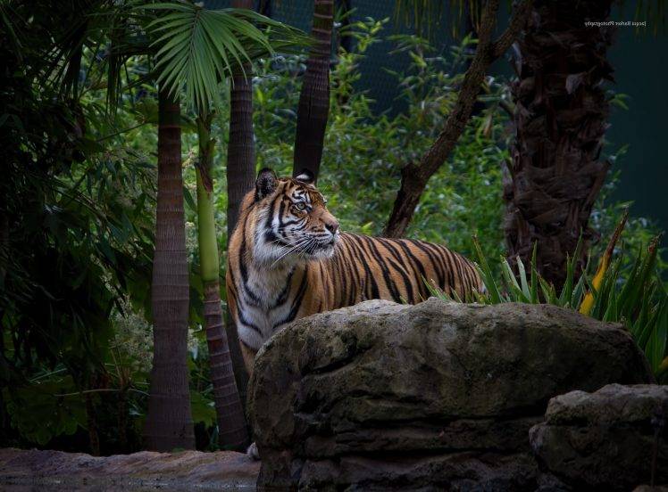 animals, Wildlife, Tiger, Nature HD Wallpaper Desktop Background
