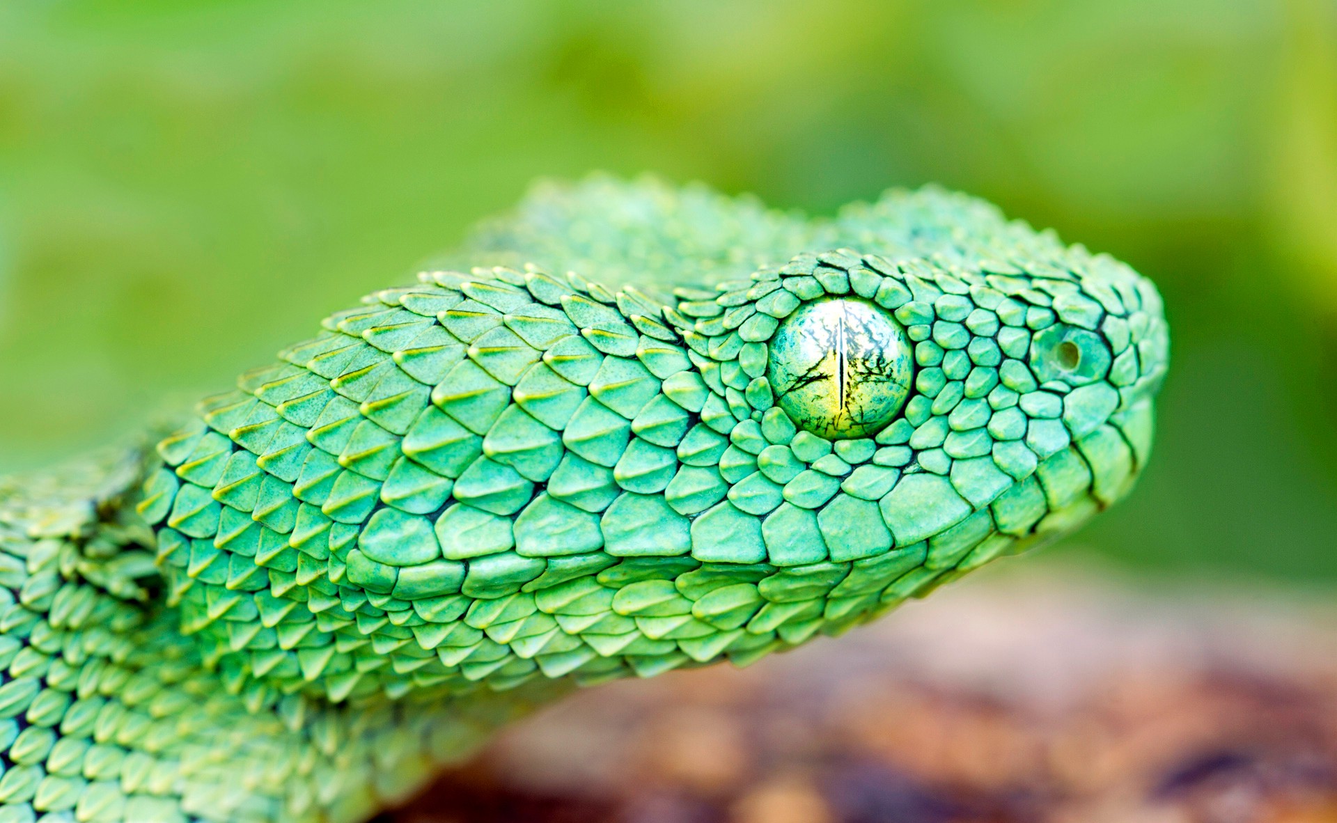 animals, Wildlife, Reptile, Snake, Nature Wallpapers HD ...