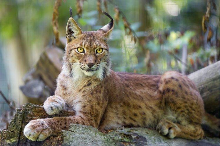 animals, Wildlife, Nature, Lynx HD Wallpaper Desktop Background