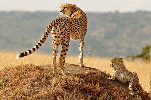 animals, Wildlife, Cheetahs, Nature
