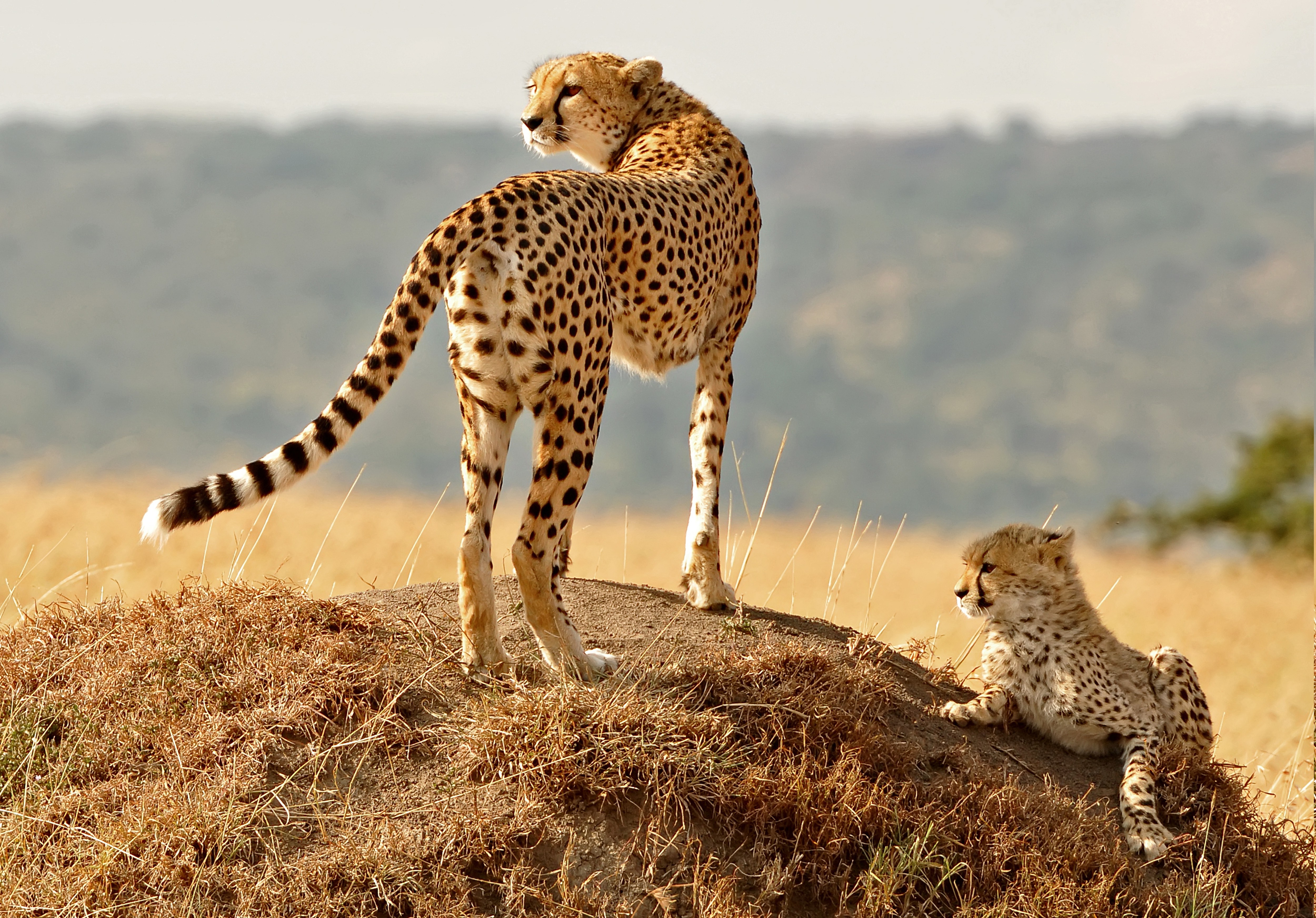 animals, Wildlife, Cheetahs, Nature Wallpaper