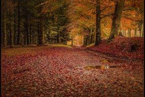 forest, Leaves, Trees, Rain, Fall, Path, Road, Nature, Landscape