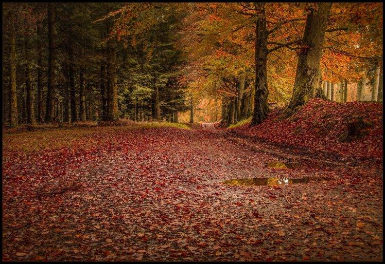 forest, Leaves, Trees, Rain, Fall, Path, Road, Nature, Landscape HD Wallpaper Desktop Background