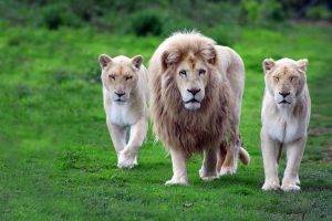 animals, Nature, Lion