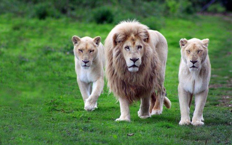 animals, Nature, Lion HD Wallpaper Desktop Background