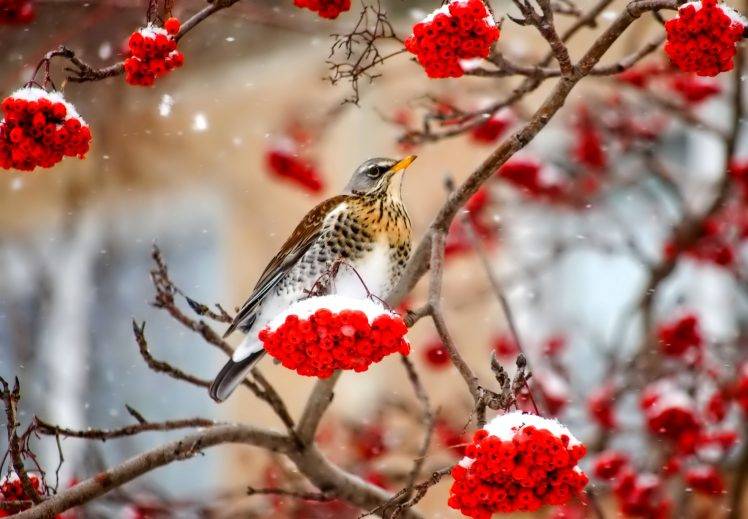 animals, Nature, Birds, Berries, Snow HD Wallpaper Desktop Background