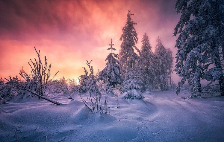 forest, Winter, Sunrise, Germany, Snow, Trees, Cold, Clouds, Path, White, Yellow, Pink, Nature, Landscape HD Wallpaper Desktop Background