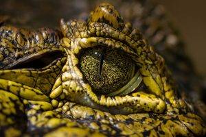 animals, Reptile, Eyes, Crocodiles