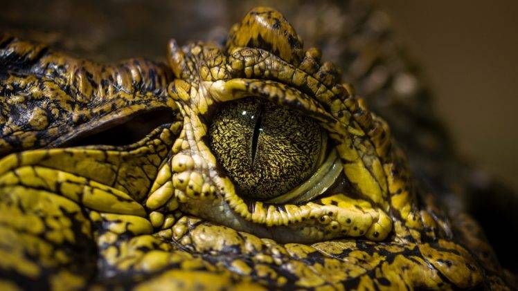 animals, Reptile, Eyes, Crocodiles HD Wallpaper Desktop Background