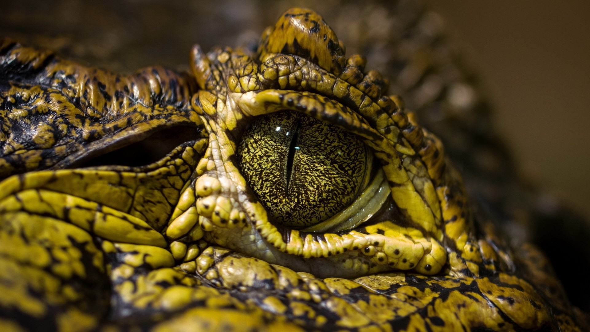 animals, Reptile, Eyes, Crocodiles Wallpaper