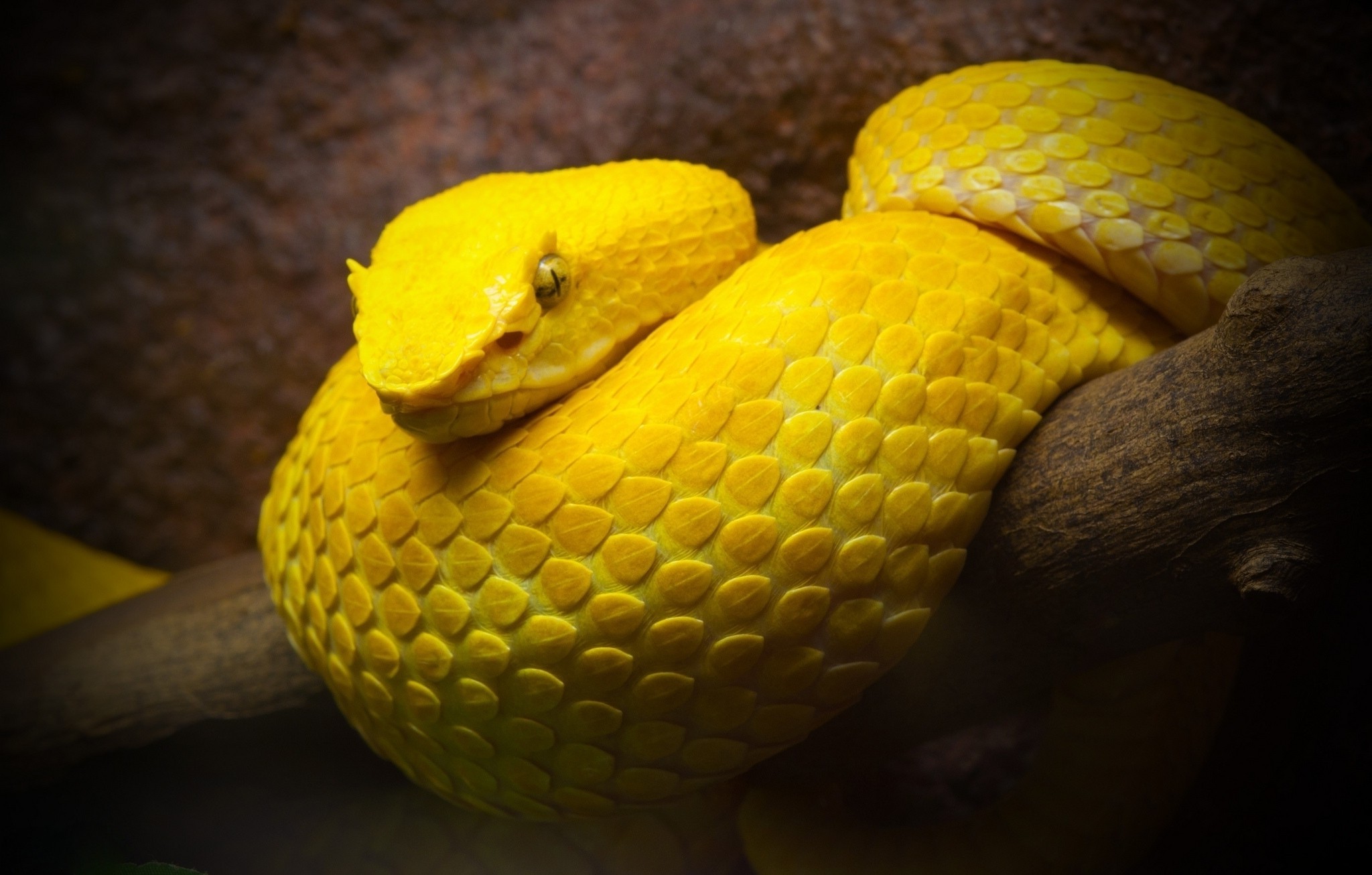 snake, Animals, Vipers Wallpaper