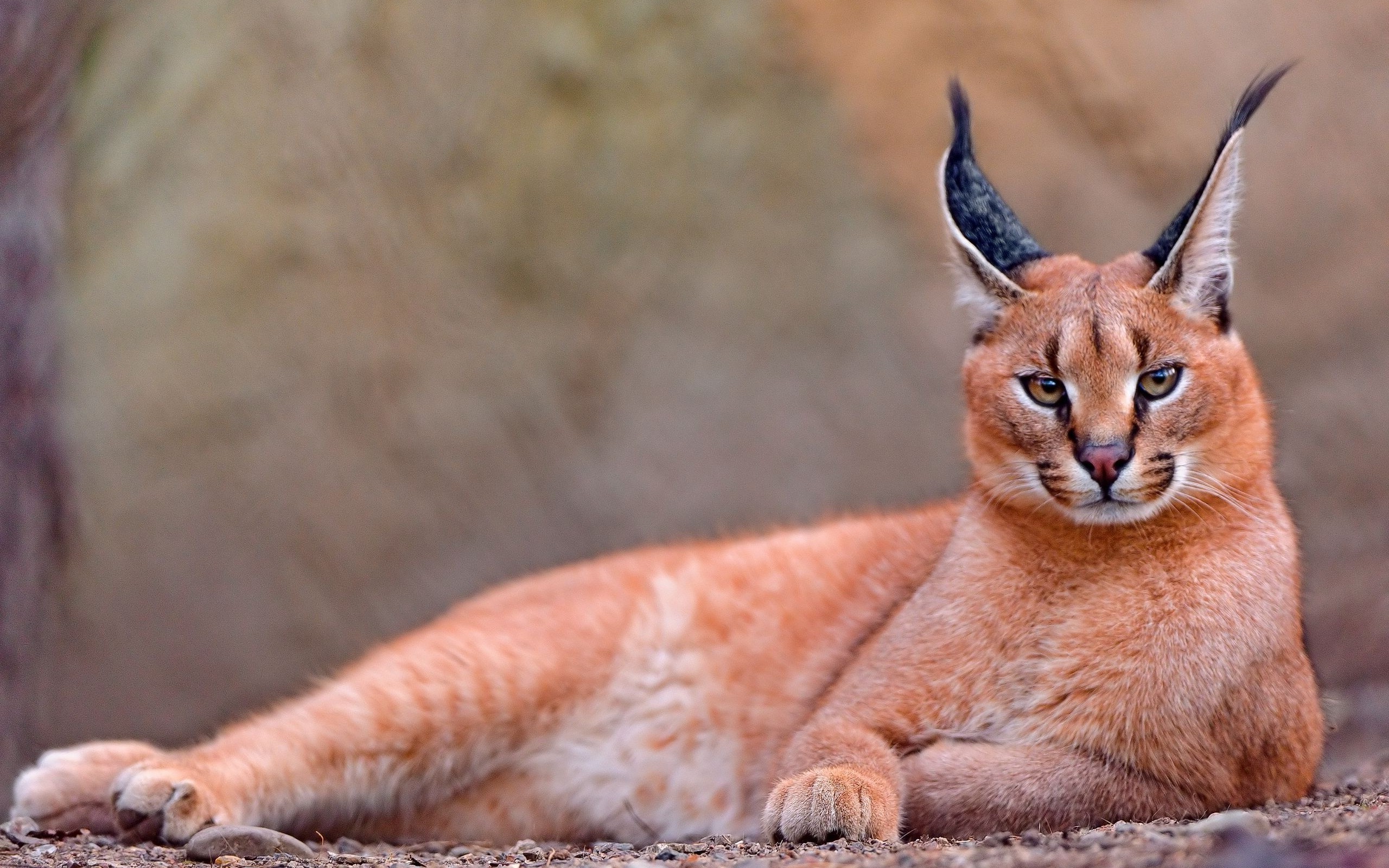 animals Wallpaper