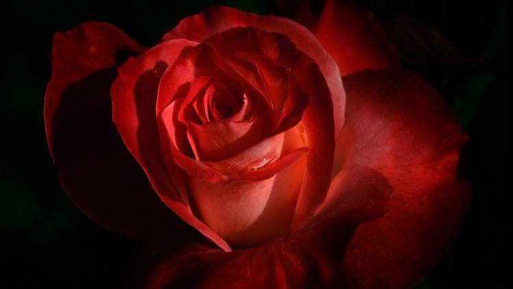 rose, Flowers, Red Flowers, Macro HD Wallpaper Desktop Background