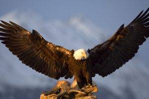 nature, Animals, Birds, Eagle, Bald Eagle