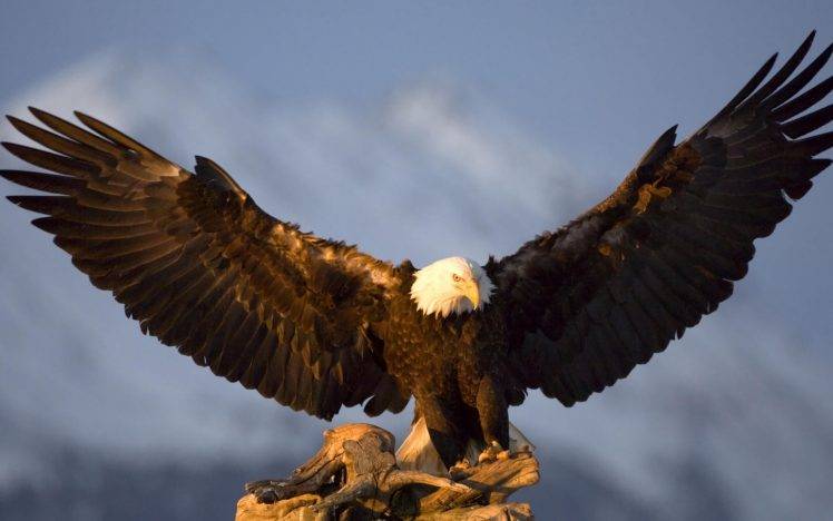 nature, Animals, Birds, Eagle, Bald Eagle HD Wallpaper Desktop Background