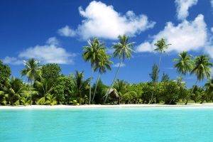 beach, Sea, Palm Trees, Landscape, Nature