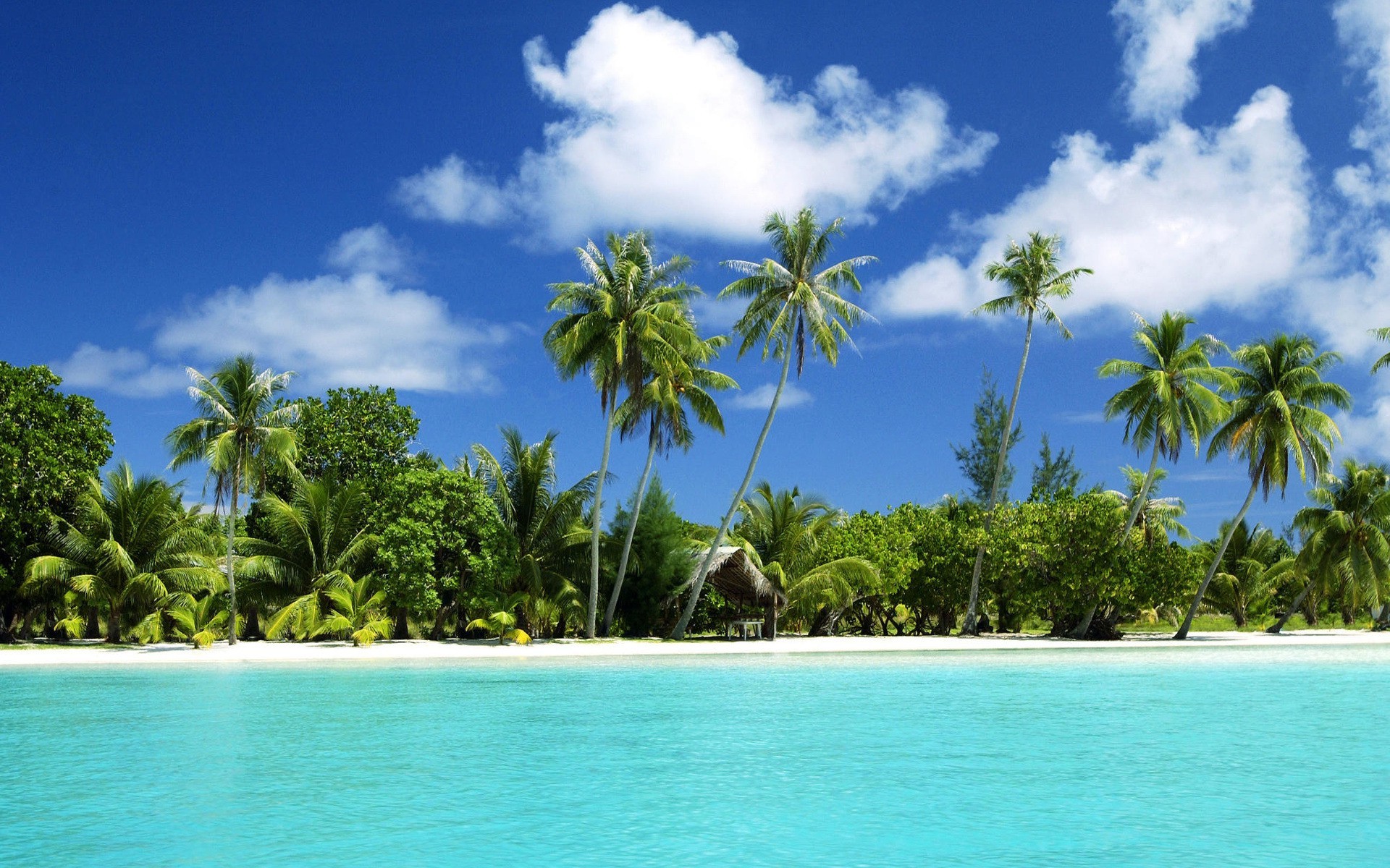 beach, Sea, Palm Trees, Landscape, Nature Wallpaper