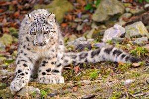 nature, Animals, Snow Leopards