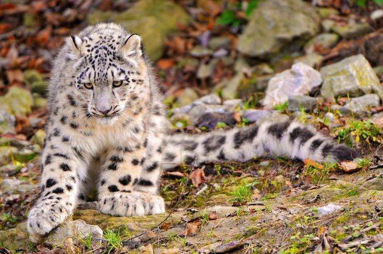 nature, Animals, Snow Leopards HD Wallpaper Desktop Background