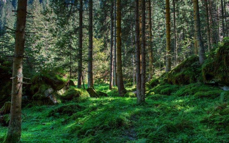 nature, Landscape, Forest HD Wallpaper Desktop Background