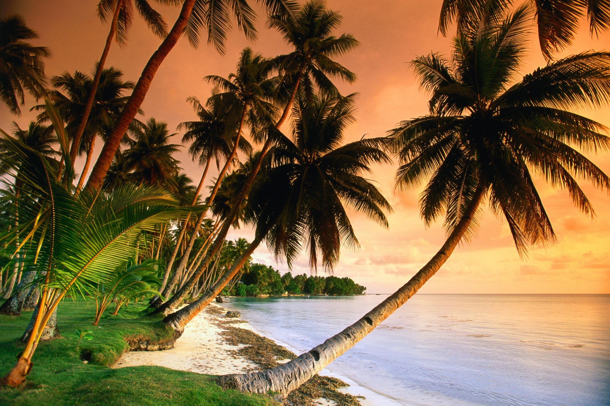 берег пальмы shore palm trees загрузить