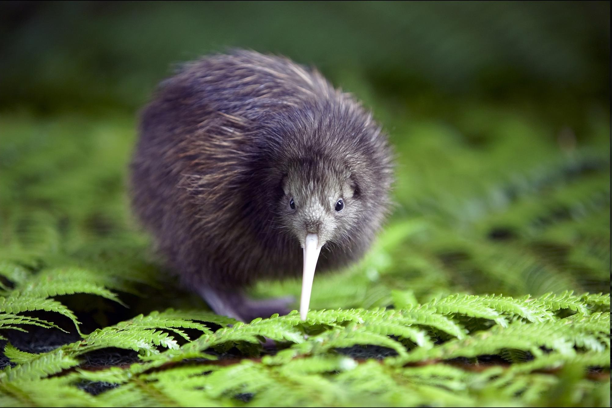 nature, Kiwi (animal), Animals, Wildlife Wallpapers HD / Desktop and ...