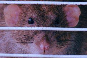 rats, Animals, Cages, Rodent