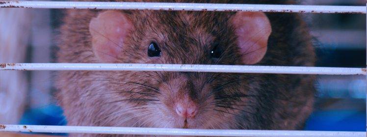 rats, Animals, Cages, Rodent HD Wallpaper Desktop Background