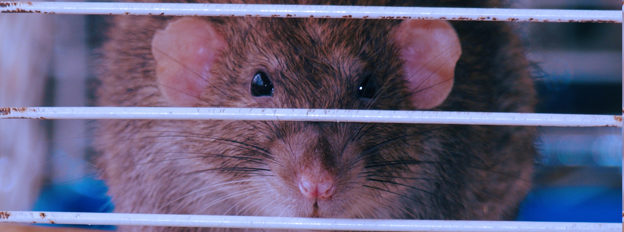 rats, Animals, Cages, Rodent Wallpaper