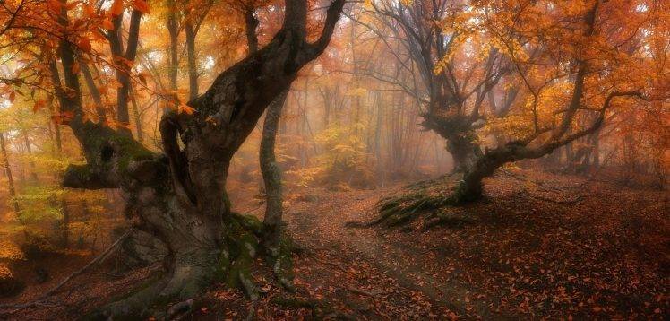 forest, Magic, Fall, Trees, Leaves, Mist, Path, Roots, Gold, Morning, Nature, Landscape HD Wallpaper Desktop Background