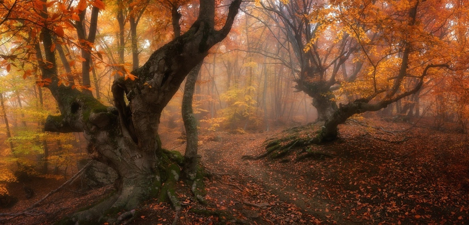 forest, Magic, Fall, Trees, Leaves, Mist, Path, Roots, Gold, Morning, Nature, Landscape Wallpaper