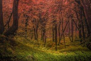 forest, Mist, Grass, Green, Pink, Trees, Morning, Nature, Landscape