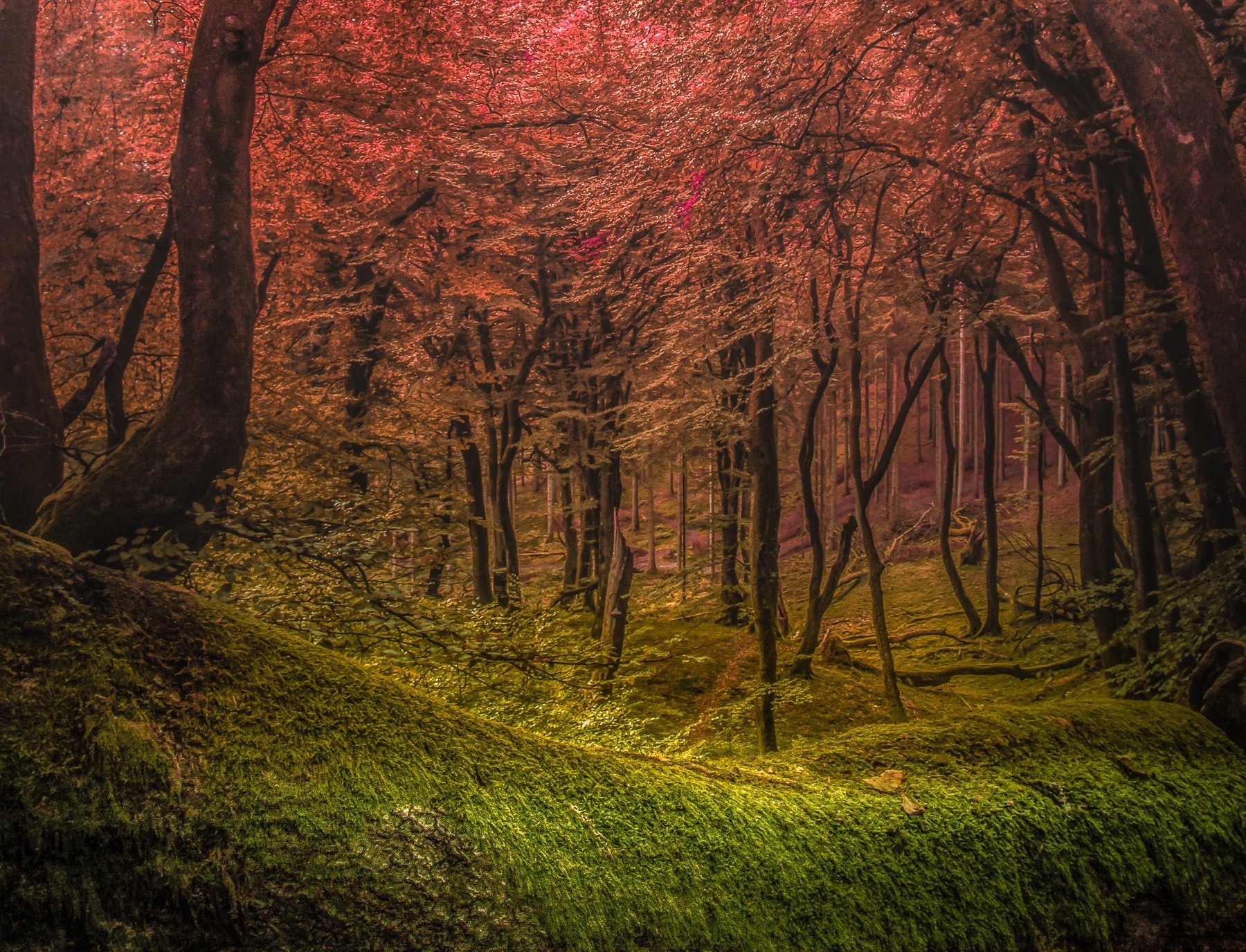 forest, Mist, Grass, Green, Pink, Trees, Morning, Nature, Landscape Wallpaper