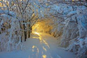 forest, Snow, Sunrise, Trees, Italy, Path, White, Yellow, Nature, Winter, Landscape