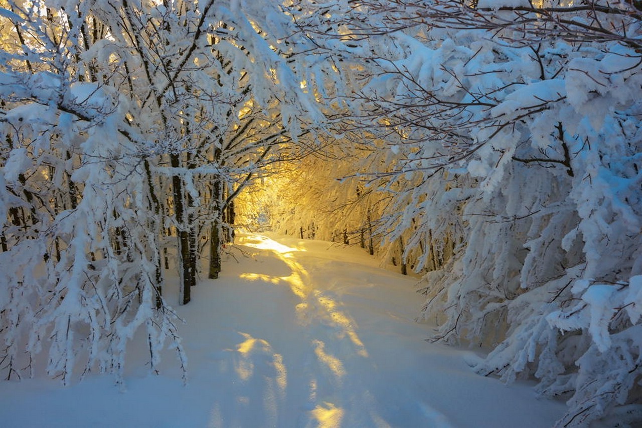 forest, Snow, Sunrise, Trees, Italy, Path, White, Yellow, Nature, Winter, Landscape Wallpaper