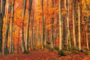 fall, Forest, Leaves, Shrubs, Trees, Moss, Gold, Nature, Landscape, Orange