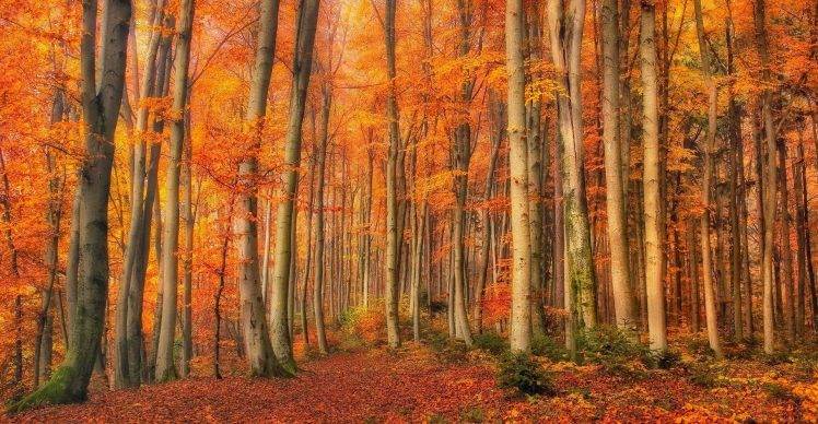 fall, Forest, Leaves, Shrubs, Trees, Moss, Gold, Nature, Landscape, Orange HD Wallpaper Desktop Background